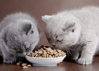 kittens eating pet food
