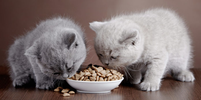 kittens eating pet food