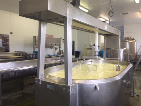 Cheesy insides of Connage Highland Dairy