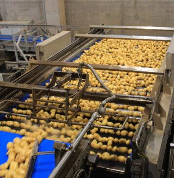Belgium potato industry shapes its formats for UK demand