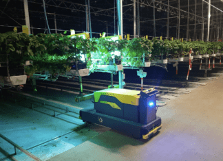 Belgian growers aiming to export strawberries to UK wholesalers strawberries