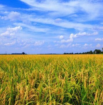 Interview: The USA Rice Federation