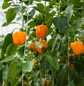 Belgium fresh produce continues UK export growth belgium fresh